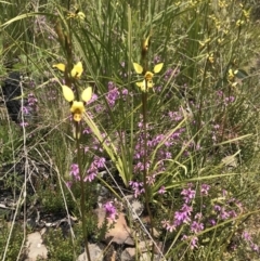 Diuris sulphurea (Tiger Orchid) at Namadgi National Park - 23 Nov 2021 by BrianH