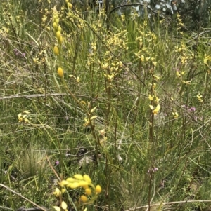 Diuris sulphurea at Cotter River, ACT - 23 Nov 2021