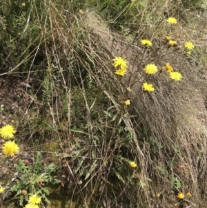 Picris angustifolia subsp. merxmuelleri at Cotter River, ACT - 23 Nov 2021