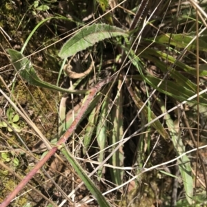 Picris angustifolia subsp. merxmuelleri at Cotter River, ACT - 23 Nov 2021