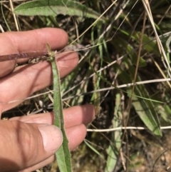 Picris angustifolia subsp. merxmuelleri at Cotter River, ACT - 23 Nov 2021