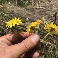 Picris angustifolia subsp. merxmuelleri at Cotter River, ACT - 23 Nov 2021