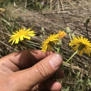 Picris angustifolia subsp. merxmuelleri at Cotter River, ACT - 23 Nov 2021 01:21 PM