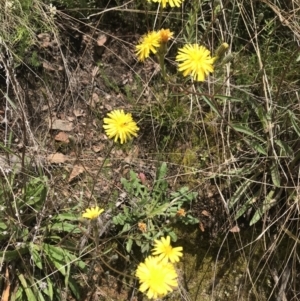 Picris angustifolia subsp. merxmuelleri at Cotter River, ACT - 23 Nov 2021