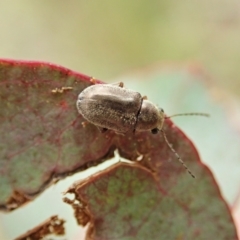 Edusella sp. (genus) (A leaf beetle) at Mount Painter - 22 Nov 2021 by CathB