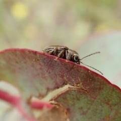 Edusella sp. (genus) at Cook, ACT - 23 Nov 2021 10:49 AM