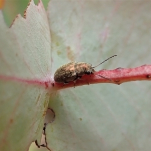 Edusella sp. (genus) at Cook, ACT - 23 Nov 2021 10:49 AM