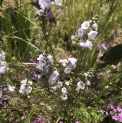 Euphrasia collina (Purple Eye-bright) at Cotter River, ACT - 23 Nov 2021 by BrianH