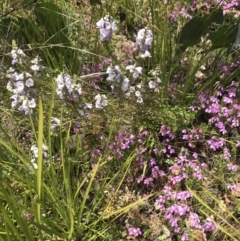 Euphrasia collina at Cotter River, ACT - 23 Nov 2021