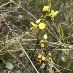 Diuris sulphurea (Tiger Orchid) at Cotter River, ACT - 23 Nov 2021 by BrianH