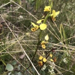 Diuris sulphurea (Tiger orchid) at Cotter River, ACT - 23 Nov 2021 by BrianH