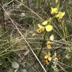 Diuris sulphurea at Cotter River, ACT - suppressed