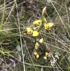 Diuris sulphurea at Cotter River, ACT - 23 Nov 2021