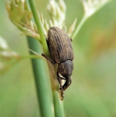 Melanterius sp. (genus) (Unidentified Melanterius weevil) at Cook, ACT - 23 Nov 2021 by CathB