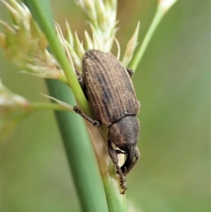 Melanterius sp. (genus) at Cook, ACT - 23 Nov 2021 11:00 AM