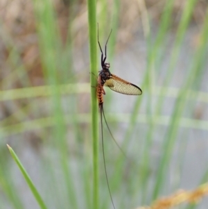 Ephemeroptera (order) at Cook, ACT - 23 Nov 2021 11:02 AM