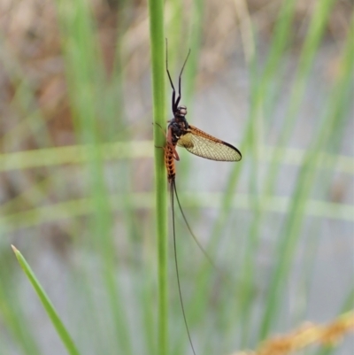 Ephemeroptera (order) (Unidentified Mayfly) at Mount Painter - 23 Nov 2021 by CathB