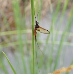 Ephemeroptera (order) (Unidentified Mayfly) at Cook, ACT - 23 Nov 2021 by CathB