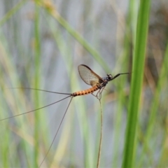 Ephemeroptera (order) at Cook, ACT - 23 Nov 2021