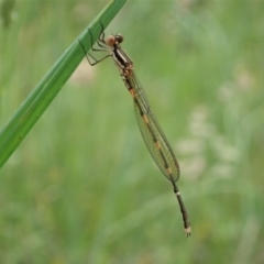 Austrolestes leda (Wandering Ringtail) at Cook, ACT - 23 Nov 2021 by CathB