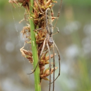 Tetragnatha sp. (genus) at Cook, ACT - 23 Nov 2021