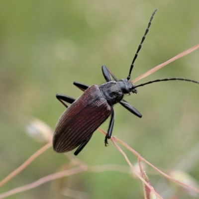 Homotrysis sp. (genus) (Darkling beetle) at Mount Painter - 23 Nov 2021 by CathB