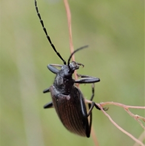 Homotrysis sp. (genus) at Cook, ACT - 23 Nov 2021