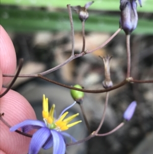 Dianella caerulea at Bundanoon, NSW - 14 Nov 2021