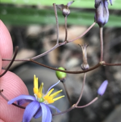 Dianella caerulea (Common Flax Lily) at Morton National Park - 14 Nov 2021 by Tapirlord