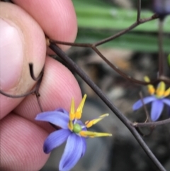 Dianella caerulea at Bundanoon, NSW - 14 Nov 2021 11:43 AM