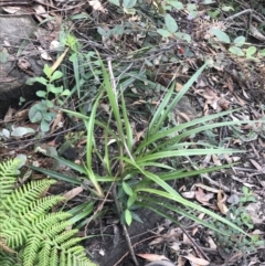 Dianella caerulea at Bundanoon, NSW - 14 Nov 2021