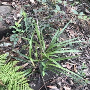 Dianella caerulea at Bundanoon, NSW - 14 Nov 2021