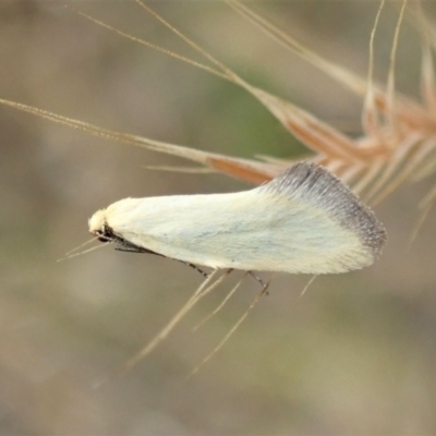 Microbela allocoma (A concealer moth) at Mount Painter - 23 Nov 2021 by CathB