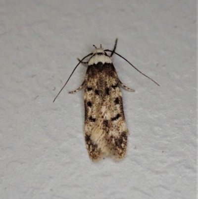 Endrosis sarcitrella (White-shouldered House Moth) at Cook, ACT - 22 Nov 2021 by CathB