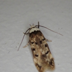 Endrosis sarcitrella at Cook, ACT - 22 Nov 2021