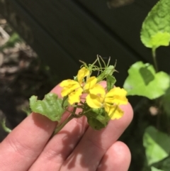 Goodenia ovata (Hop Goodenia) at Bundanoon, NSW - 14 Nov 2021 by Tapirlord