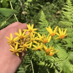 Senecio velleioides (Forest Groundsel) at Morton National Park - 14 Nov 2021 by Tapirlord