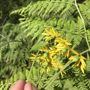 Lordhowea velleioides at Bundanoon, NSW - 14 Nov 2021