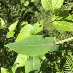 Lordhowea velleioides at Bundanoon, NSW - 14 Nov 2021