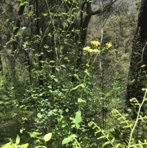 Lordhowea velleioides at Bundanoon, NSW - 14 Nov 2021