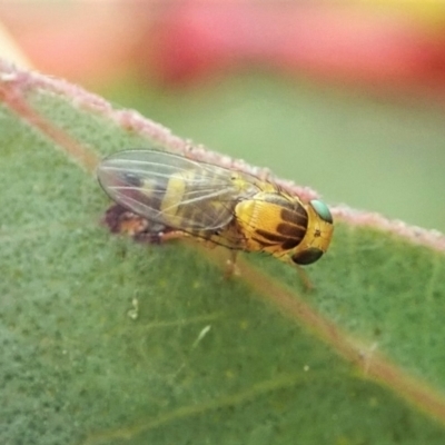 Fergusonina sp. (genus) (A gallfly) at Mount Painter - 23 Nov 2021 by CathB