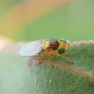 Fergusonina sp. (genus) at Cook, ACT - 24 Nov 2021