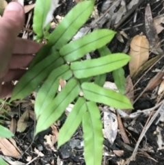 Blechnum ambiguum at Wingecarribee Local Government Area - 14 Nov 2021 by Tapirlord