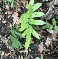 Blechnum ambiguum at Bundanoon, NSW - 14 Nov 2021 11:51 AM