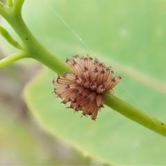 Paropsis atomaria (Eucalyptus leaf beetle) at Mount Painter - 23 Nov 2021 by CathB