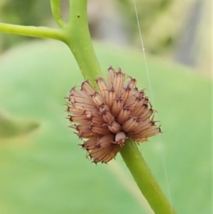 Paropsis atomaria at Cook, ACT - 24 Nov 2021