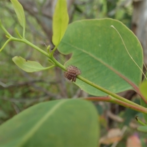 Paropsis atomaria at Cook, ACT - 24 Nov 2021