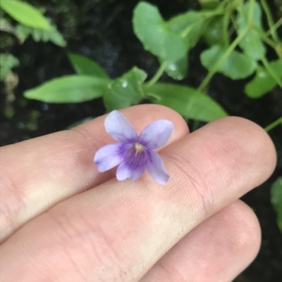 Viola hederacea (Ivy-leaved Violet) at Wingecarribee Local Government Area - 14 Nov 2021 by Tapirlord