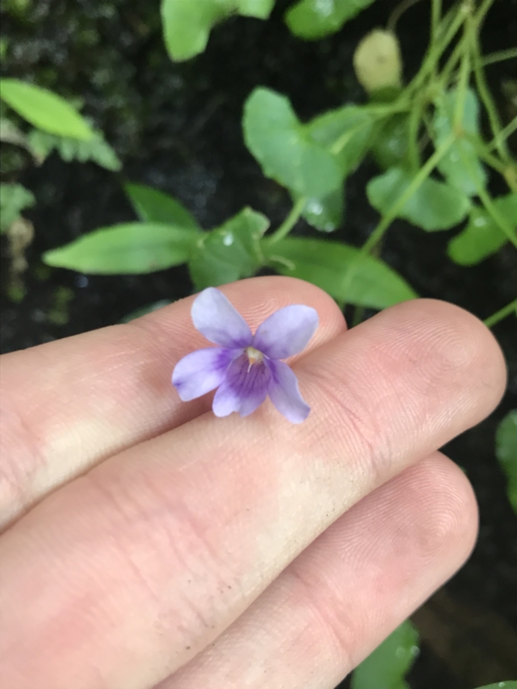 Viola hederacea at Bundanoon, NSW - 14 Nov 2021