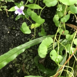 Viola hederacea at Bundanoon, NSW - 14 Nov 2021